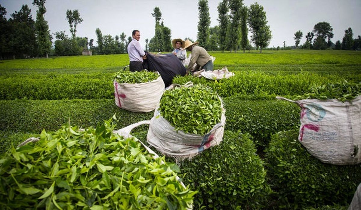 باغ چای