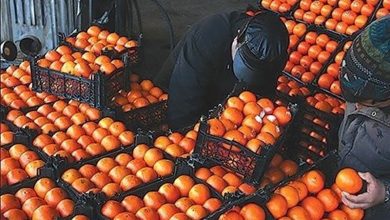 قیمت میوه تنظیم بازاری
