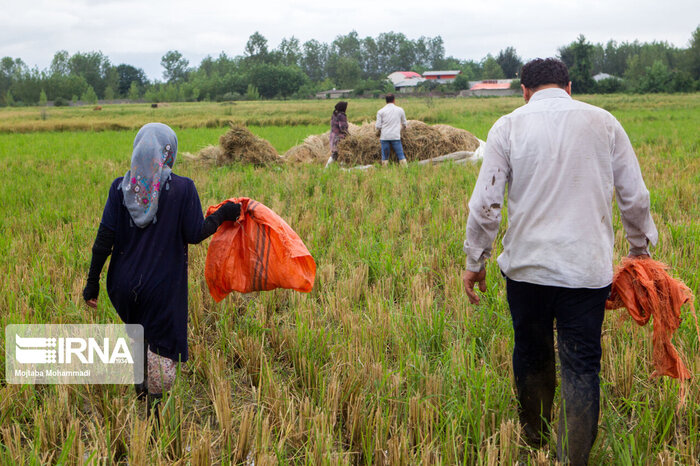 آمارسازی و آماربازی در آشفته بازار برنج کشور 