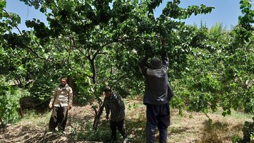 مدیرجهاد کشاورزی شهرستان پردیس: ۱۸ تن زردآلو در هر هکتار برداشت شد