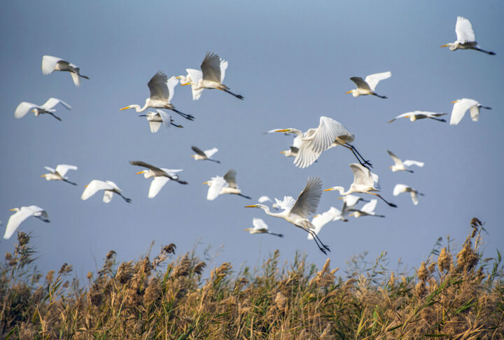 نقش جوامع محلی در رونق صنعت پرنده‌نگری  