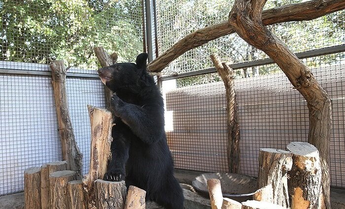 خرس سیاه بلوچی گونه‌ای در معرض تهدید انقراض/لالین از تهران می‌رود
