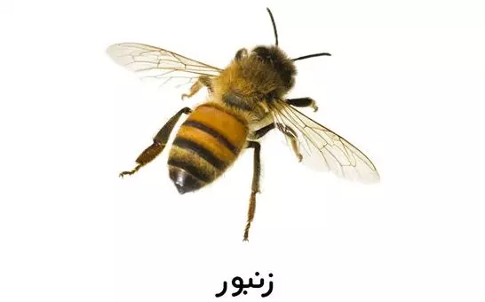 زنبور