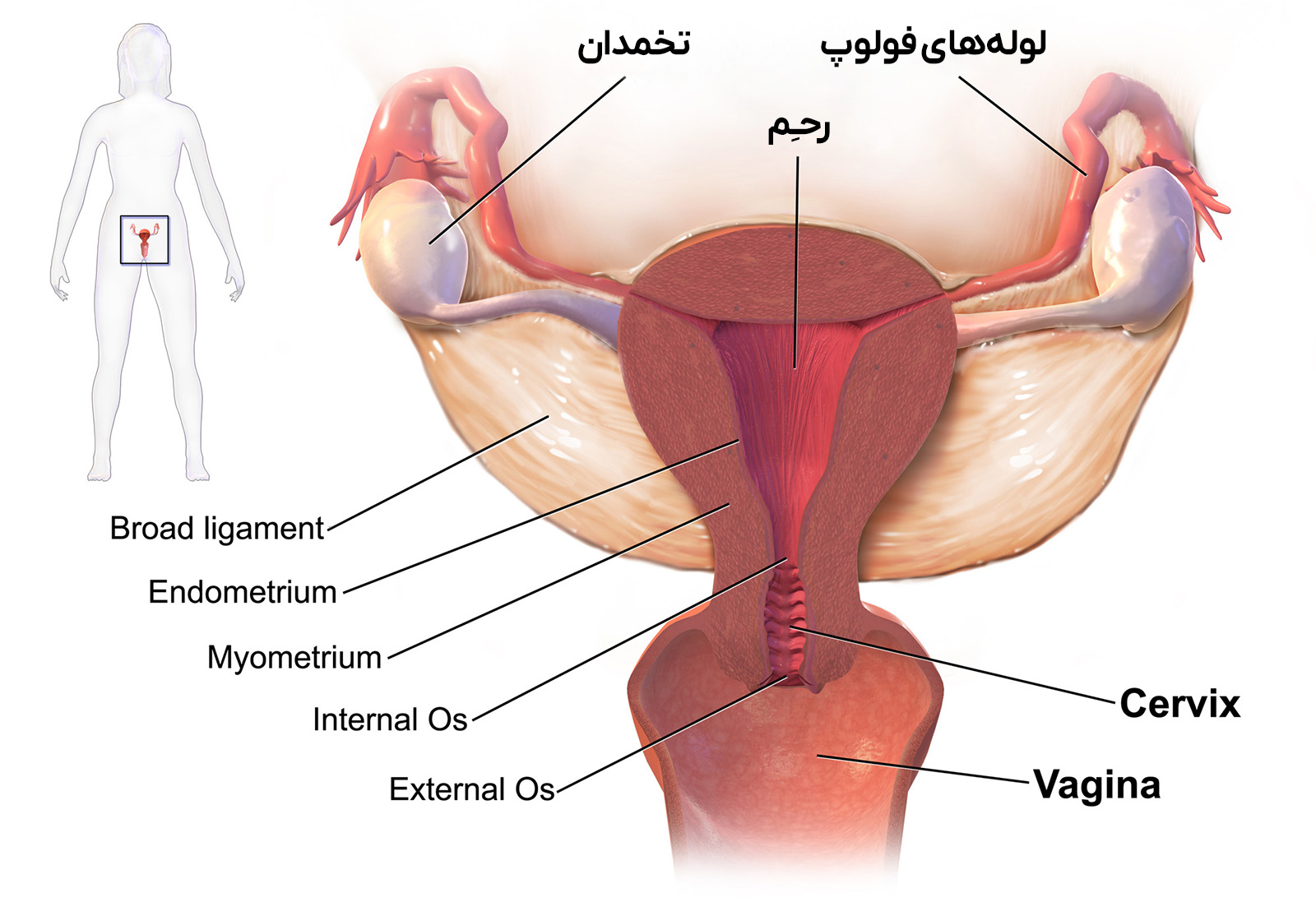 بخشهای مختلف واژن و وظیفه آن