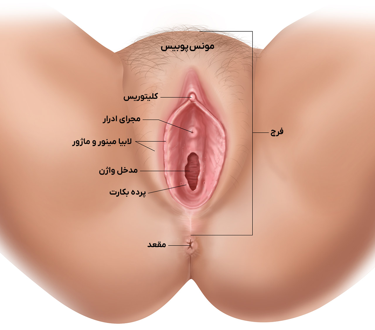 محل دخول واژن