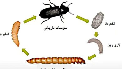 چگونه می‌توان کرم میلورم را در خانه پرورش داد؟