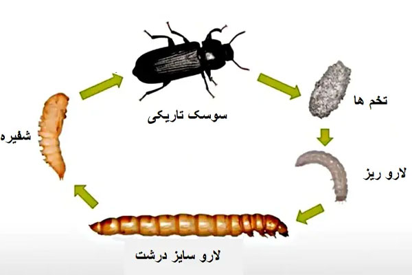 چگونه میتوان کرم میلورم را در خانه پرورش داد؟